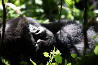 rwanda gorillas